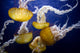 Sea Nettles Swimming