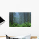 Early Morning In The Forest, Humboldt, California, Usa Wall Mural