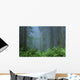 Early Morning In The Forest, Humboldt, California, Usa Wall Mural
