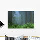 Early Morning In The Forest, Humboldt, California, Usa Wall Mural