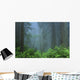 Early Morning In The Forest, Humboldt, California, Usa Wall Mural