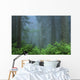 Early Morning In The Forest, Humboldt, California, Usa Wall Mural