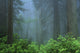 Early Morning In The Forest, Humboldt, California, Usa Wall Mural