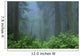 Early Morning In The Forest, Humboldt, California, Usa Wall Mural
