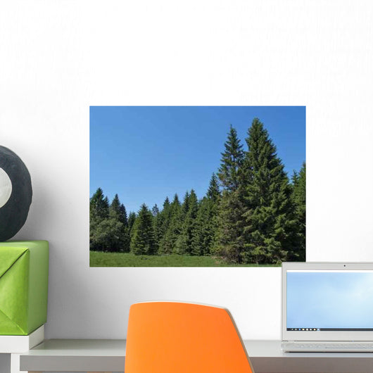 Black Spruce Forest Wall Mural