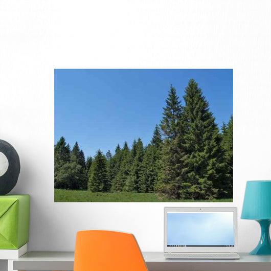 Black Spruce Forest Wall Mural