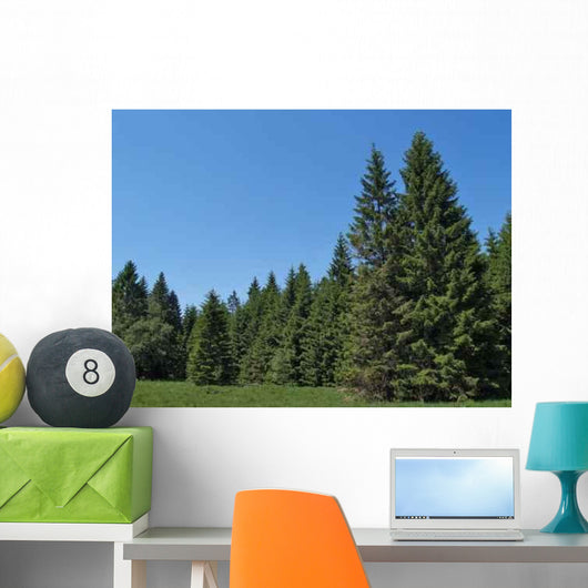 Black Spruce Forest Wall Mural
