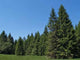 Black Spruce Forest Wall Mural
