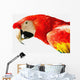 Scarlet Macaw Wall Mural