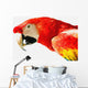 Scarlet Macaw Wall Mural
