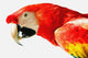 Scarlet Macaw Wall Mural