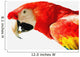 Scarlet Macaw Wall Mural