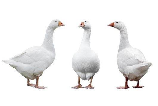 Three Geese Wall Decal Sticker Set