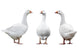 Three Geese Wall Decal Sticker Set
