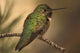Humming Bird On Branch Wall Mural