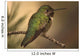 Humming Bird On Branch Wall Mural