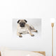 Pedigree Pug Dog Wall Mural