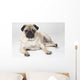 Pedigree Pug Dog Wall Mural