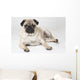 Pedigree Pug Dog Wall Mural