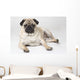 Pedigree Pug Dog Wall Mural