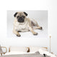 Pedigree Pug Dog Wall Mural