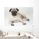 Pedigree Pug Dog Wall Mural