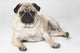 Pedigree Pug Dog Wall Mural