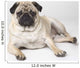 Pedigree Pug Dog Wall Mural