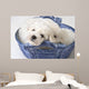Cute White Pups Wall Mural