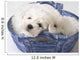 Cute White Pups Wall Mural