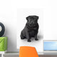 Pug Dog Wall Decal