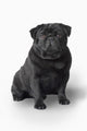 Pug Dog Wall Decal