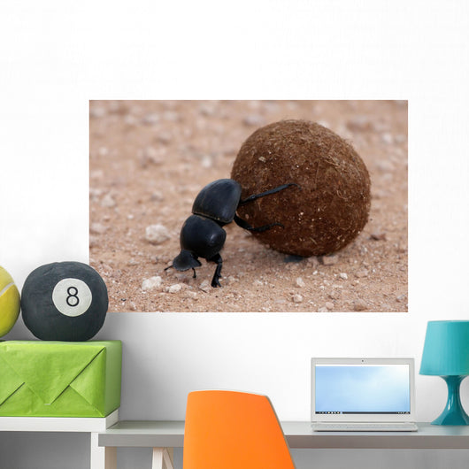 Dung Beetle Wall Mural