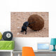 Dung Beetle Wall Mural