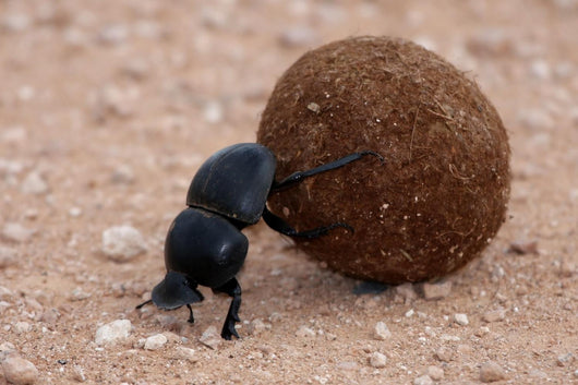 Dung Beetle Wall Mural