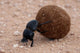 Dung Beetle Wall Mural