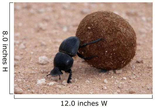 Dung Beetle Wall Mural