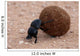 Dung Beetle Wall Mural
