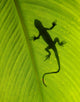 Gecko Silhouette Wall Mural