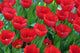 Tulips Wall Decal Design 2