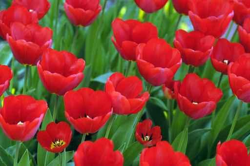 Tulips Wall Mural