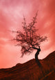 Silhouette Of Shrub Tree Wall Mural