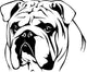 English Bulldog Portrait