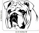 English Bulldog Portrait