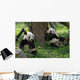 Giant Pandas in a Field Wall Mural