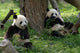 Giant Pandas in a Field Wall Mural
