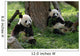 Giant Pandas in a Field Wall Mural