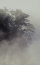 Tree Shrouded In Fog Wall Mural