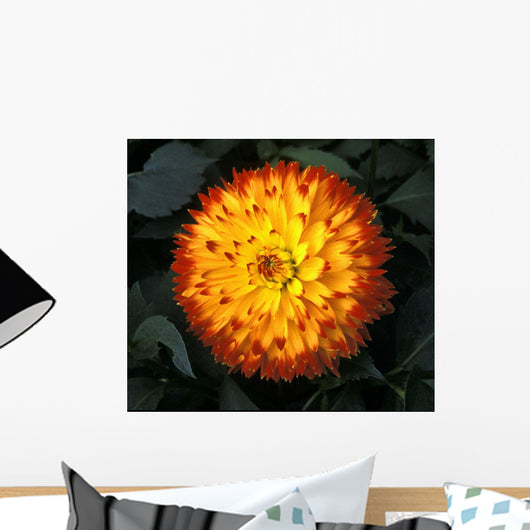A Chrysanthemum Bloom Wall Mural