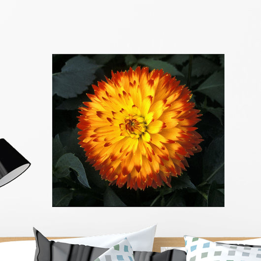 A Chrysanthemum Bloom Wall Mural